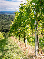 Radio Steiermark Wandertag GenussSchilchern St. Stefan ob Stainz 2025