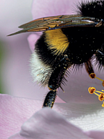 Biogartenvortrag: Wo Grün zum Lifestyle wird! Biogartenvortrag: Wo Grün zum Lifestyle wird!