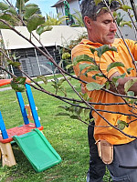 Baumschnittkurs mit Baumwart & Experten Helmut Hengsberger Baumschnittkurs mit Baumwart & Experten Helmut Hengsberger